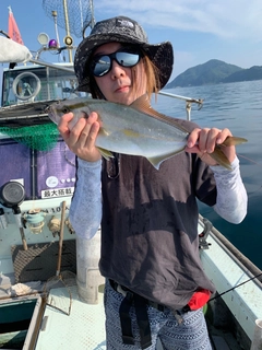 カンパチの釣果