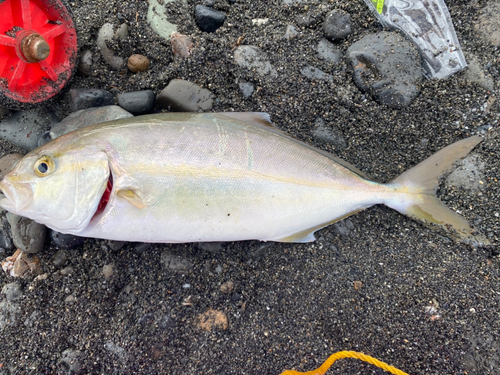 ショゴの釣果