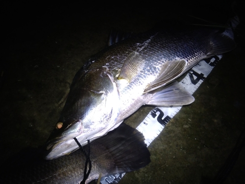 アカメの釣果