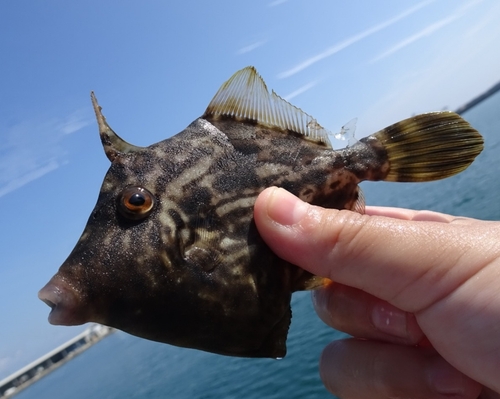 カワハギの釣果