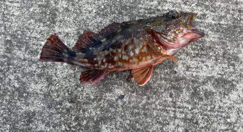 カサゴの釣果