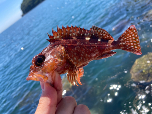 カサゴの釣果