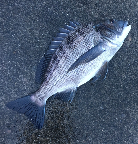 クロダイの釣果