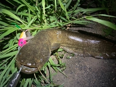 マナマズの釣果