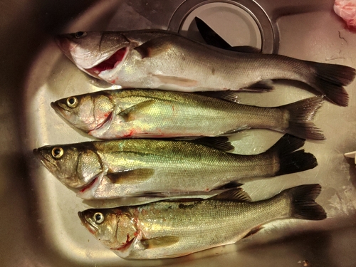 シーバスの釣果