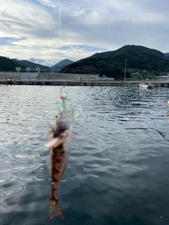 アサヒアナハゼの釣果