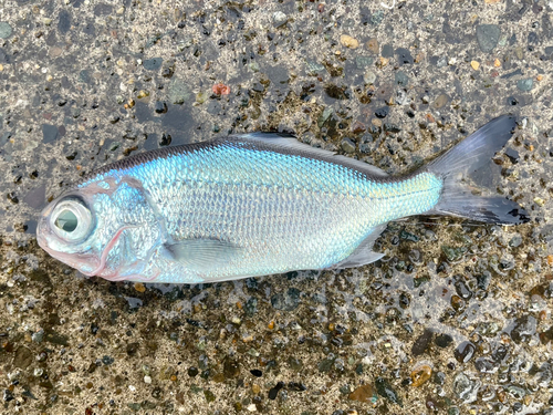 ギンメダイの釣果