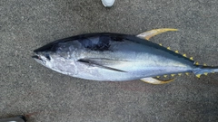 キハダマグロの釣果