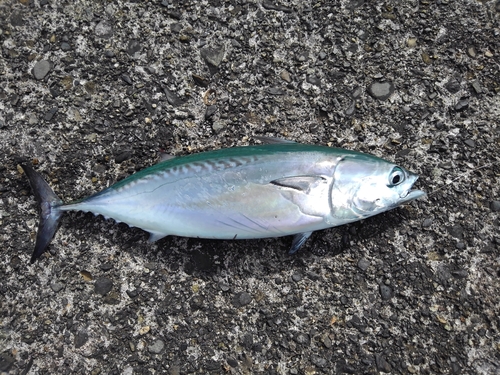 ソウダガツオの釣果