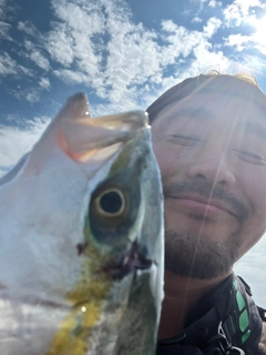 ショゴの釣果