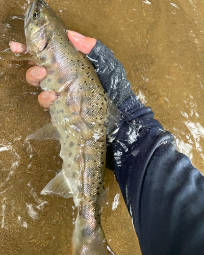 ヤマメの釣果