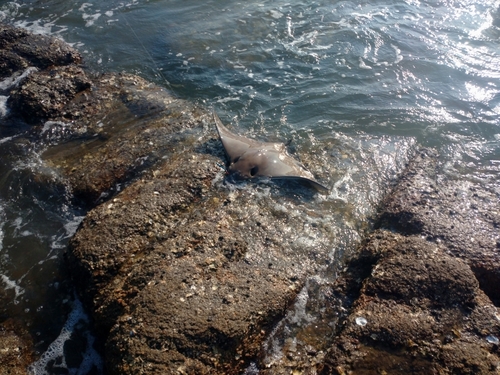 ナルトビエイの釣果