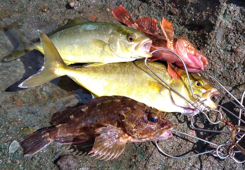 ショゴの釣果