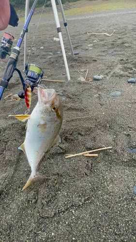 ショゴの釣果