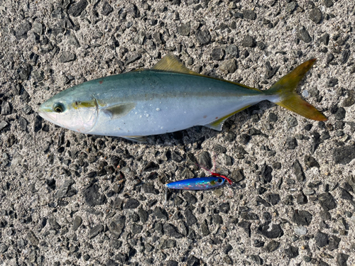 ヤズの釣果