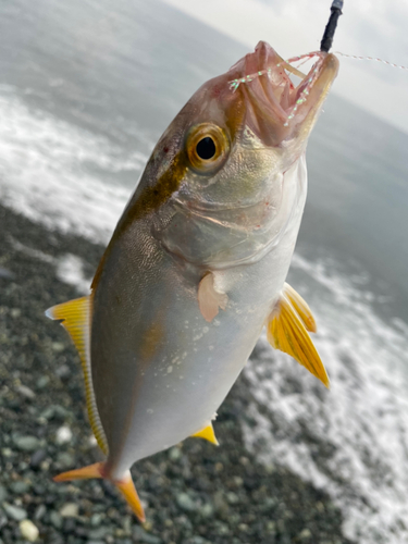 ショゴの釣果