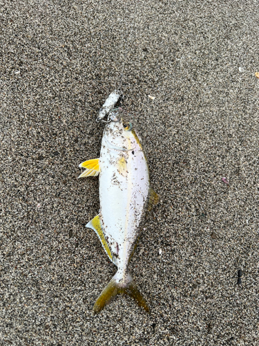 ショゴの釣果