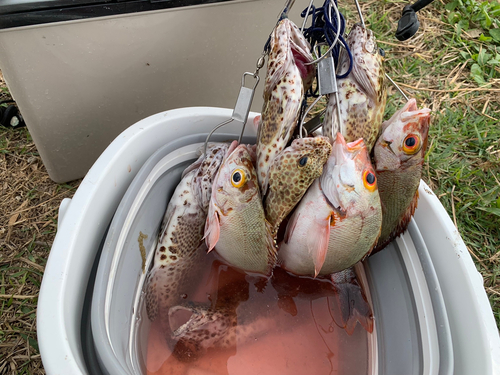 イシミーバイの釣果