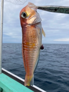 アマダイの釣果