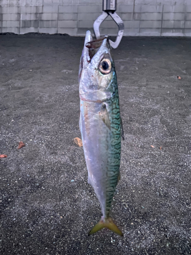 サバの釣果