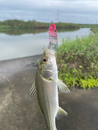 セイゴ（マルスズキ）の釣果