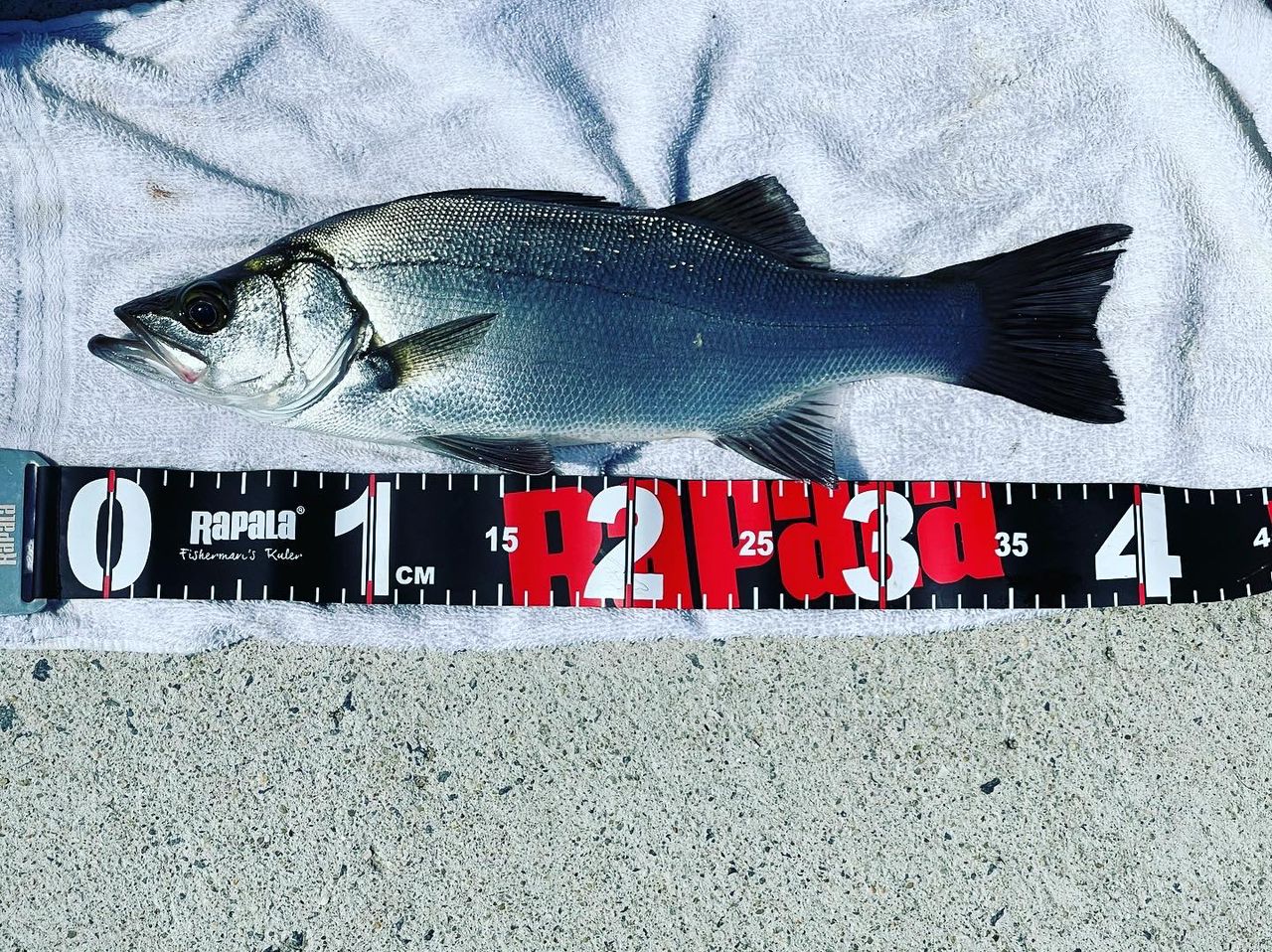 セイゴ（ヒラスズキ）