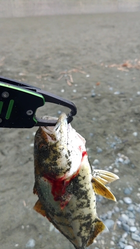 ショゴの釣果