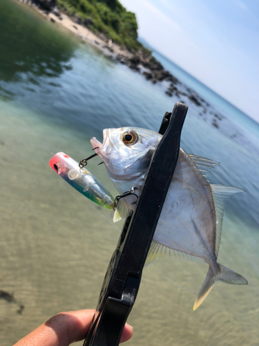 メッキの釣果