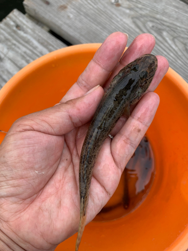 ハゼの釣果