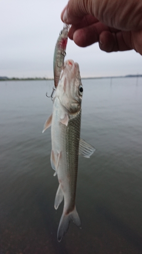 ニゴイの釣果