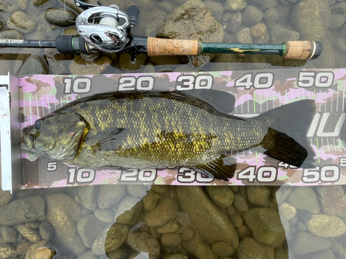 スモールマウスバスの釣果