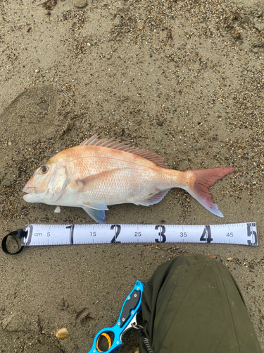 マダイの釣果