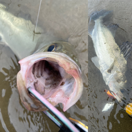 シーバスの釣果