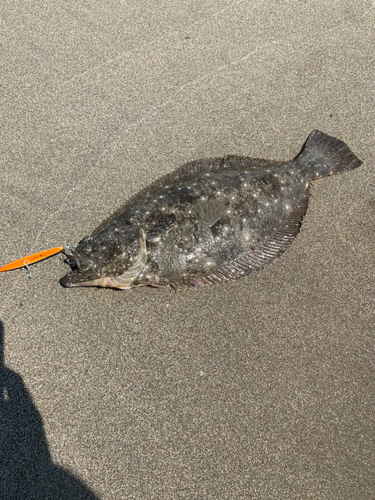 ヒラメの釣果