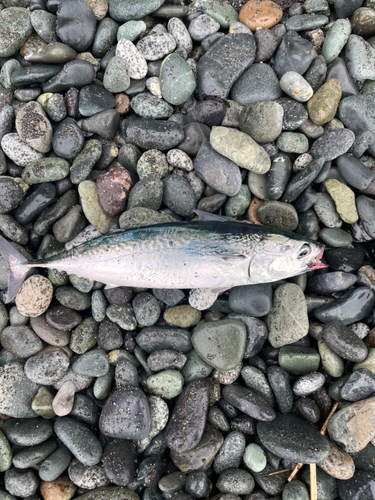 ソウダガツオの釣果