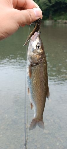 ニゴイの釣果