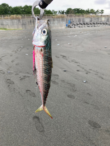 サバの釣果