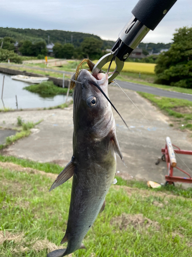 アメリカンキャットフィッシュの釣果