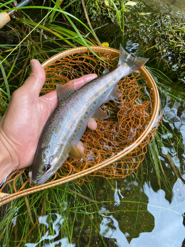 ヤマメの釣果