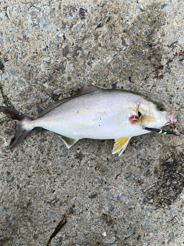 ショゴの釣果