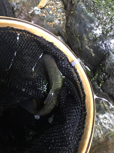 イワナの釣果