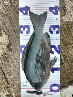 メジナの釣果
