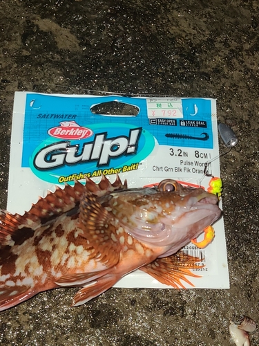 カサゴの釣果