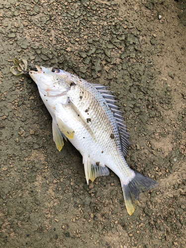 キビレの釣果