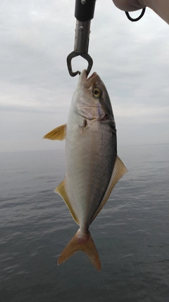 ショゴの釣果