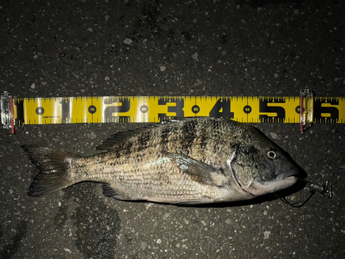 クロダイの釣果