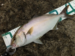 ショゴの釣果