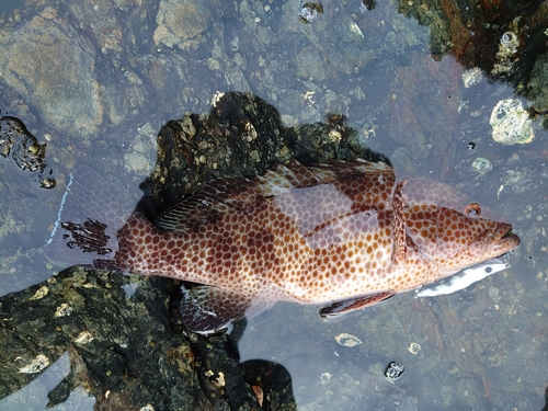 オオモンハタの釣果