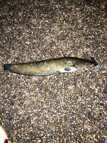 ナマズの釣果