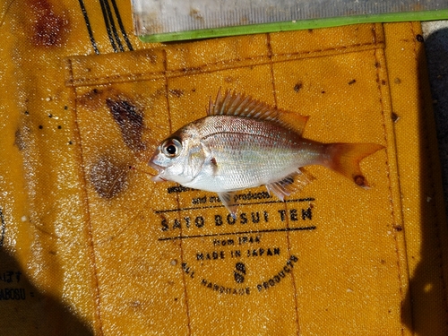 タイの釣果